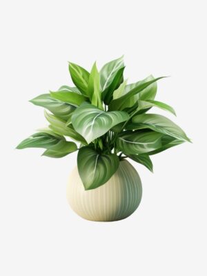 product-2